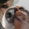 🐶⚔🐱 profil fotoğrafı