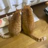 タナベ 的头像