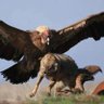 DubiousCondor's profile picture