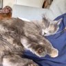 Profilbild von Squeeep Squeeepington