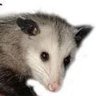 Profilbild von Parn