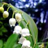 hortusnordika profil fotoğrafı
