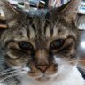 🇯🇵筋トレじじい56年式's profile picture