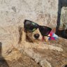 Фото профиля Lore🇨🇱🐕🐈⬛🌺