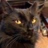 BlackCatitude profil fotoğrafı