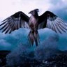 Phoenix 的头像