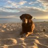 Zubonator profil fotoğrafı