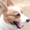 Profilbild von カンチェ