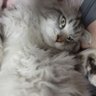扒衣老叶 profil fotoğrafı