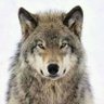 Profilbild von Sh. Orange