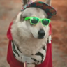 Фото профиля Stray Doggo