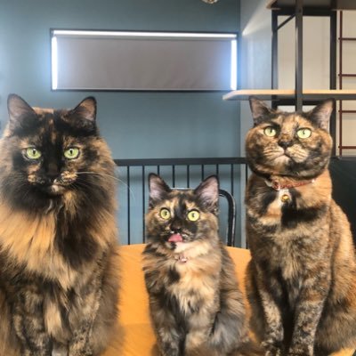 サビ猫三姉妹's profile picture