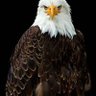 الصقر profil fotoğrafı