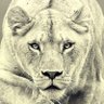 Canadian Lioness🇨🇦🍁 profil fotoğrafı