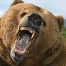 Maneating Bear profil fotoğrafı