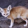 fennec213 profil fotoğrafı