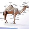عبدالله العبدالله profil fotoğrafı