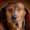 Hundenrufus's profile picture