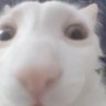 Limited Time Vape Flavor!'s profile picture