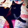 Cosmic Kitten 🐈‍⬛💫 的头像