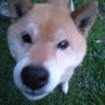 かず@ゆき印's profile picture
