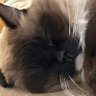たぬき profil fotoğrafı