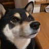 柴太郎's profile picture