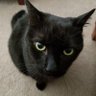 Susan's profile picture