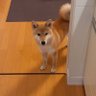 hachi monika profil fotoğrafı