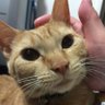 おかわん❤️‍🔥 profil fotoğrafı