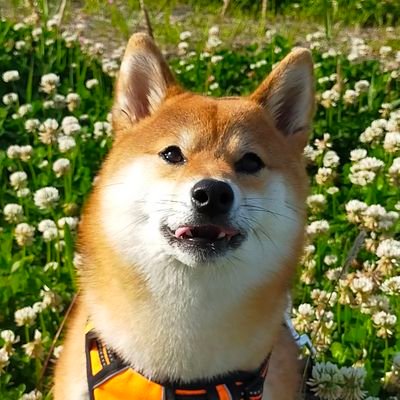 Amemememe327's profile picture