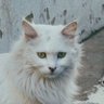 Profilbild von 巧克力怯薛