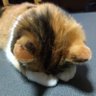 梓* profil fotoğrafı