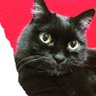 フィガロさん profil fotoğrafı