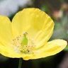 Amapola_Amarilla profil fotoğrafı