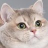 doisegos's profile picture