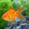 Profilbild von 金魚屋