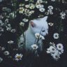 Фото профиля Thom Yorke