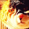 Namakura-gusa profil fotoğrafı