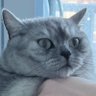 Фото профиля Ruyee_the_Cat