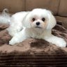 鵬 profil fotoğrafı