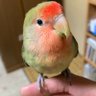 Фото профиля コザクラインコのぴー助