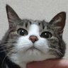 あまえちゃん 的头像