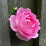 قلب سلیم's profile picture