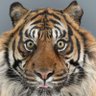 chuchundr profil fotoğrafı