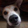 くきのすけ profil fotoğrafı