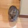 @🐇はな 的头像