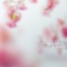 🌸ひたたん🌸 的头像