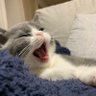 ベルたん profil fotoğrafı