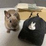 Profilbild von しずく🐇